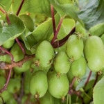 다래나무 왕다래 용성2호 묘목 4치장포트 결실 유실수 노지월동 정원 열매수 A01 : 그린일상