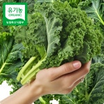 유기농 친환경 컬리케일 쌈채소 케일 500g, 1개 : 하늘농부유기농