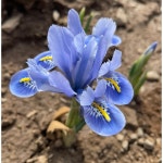 왜성 아이리스 구근 10구 알리다 야생화 다년생 봄꽃 구근식물 B05 : 그린아트미