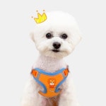 야간빛 반사 편안한 강아지 하네스+리드줄 세트 소형견 중형견 대형견 부드럽고 튼튼한 강아지가슴줄 목끈 : 굿글로리마켓