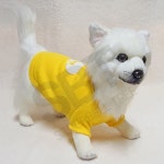 주말템 스웨터 펫패션 강아지옷 : 주말템