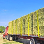(10팩) 18 000파운드(플랫 훅 포함)의 고강도 타이다운 WLL# 6000파운드 플랫베드용 윈치 스트랩 트럭 트레일러 농장 구조 : 데이플랜 DAYPLAN
