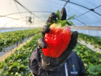 [영팜올드팜] 딸기 킹스베리 농장직송 산지직송 논산 당일수확 킹스베리특[400g] : 영팜-올드팜