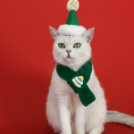 산타포포 크리스마스 애완동물 코스튬 애견 애묘 모자 머플러 세트 반려동물 촬영 소품 : reumingtique