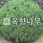 옥향나무 묘목 폭 60cm : 경동원예