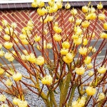 삼지닥나무  그랜디플로라 향기나는 나무 개화주 긴개화기간 조경수 B05 : 그린아트미