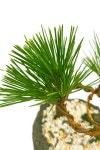 [작은산수화] 해송 미니분재 기본 소나무 탁상용 축하 화분 : Plantmate