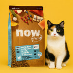 나우 사료 캣 그레인프리 샘플 피쉬 어덜트, 50g, 1개 : 반려라이프