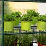 가든 50% 엑스트라 와이드 미니 온실 5단 휴대용 식물 그린 하우스 40인치 - PVC 커버가 있는 튼튼한 가드닝 선반 실내 및 실외 밀밭... 