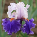 미국 아이리스 뿌리 유글로우걸 노지월동 다년생 정원 화단 조경 B05 : 그린아트미