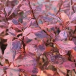 묘목/일본매자 양매자 (인스피레이션) 7치(21cm)화분 G1286 : 선주네