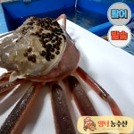 홑게 수율100% 회로먹는대게 활어 탈피게 박달대게 홋게 : 영덕농수산
