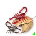 GS 곤충rc 전갈장난감 남아장난감 : 그린스완몰