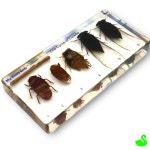 GS 곤충표본세트 곤충표본키트 매미 : 그린스완몰