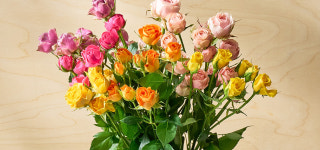 [농부의 꽃] 비비드 컬러 장미 믹스 10대 : 컬리N마트