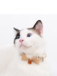 [오늘의 베스트드레서] 강아지목걸이 나비넥타이 이름표 : ㅇ샵