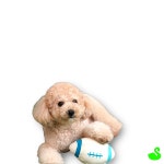 GS 강아지장난감공 애견장난감공 L : 그린스완몰