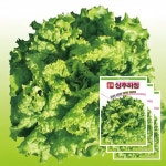 청축면 상추하청 3000립×3 여름재배 주말농장 텃밭종자(AS) : 두마리농산