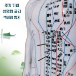 인체 경 혈도 혈자리 모형 침자리 실습 교구 가정용 한의학 인체도 해부학 : 월드위시