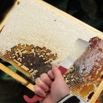 HTMT- 1 양봉 장비 벌집 도구 스테인리스 스틸 스크레이퍼 J 후크 프레임 터 파티오 잔디밭 및 정원 농장 목장 용품 [P N/N: ET-TOOL033 X1... 