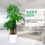 행운목 조화 카페 화분 행운나무 조경 인조 장식 판매 : 옛집막내아들