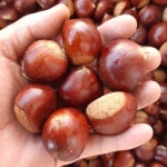 선물용 공주 옥광밤 알밤 햇밤 2kg : 하루미르 농장