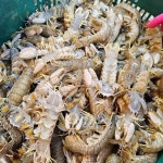 서해 생물 갯가재 1kg 15미 내외 : 하루미르 농장