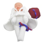 병원 보건 학교 태반 태야 출산 교육용 모형 학습교구 해부학 : Frame