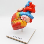 초등과학 좌심방 우심방 혈액순환구조 이해 심장모형 시범교육 사이언스 중학교 중등 : 오픈리빙1