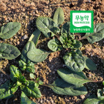 친환경 무농약 (유기전환중) 노지 시금치 당일수확 1차손질 농가직송 1kg : 풀너울 농장