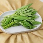 산지직송 국내산 생 공심채 400g 모닝글로리 200g 500g 1kg 당일채취 당일세척 : 당찬웰빙
