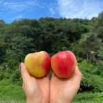 [한정특가]경북 부사 사과 1kg~10kg (4-6과) : 이너피스쇼핑