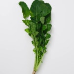 국내산 열무 4kg 겉절이 김치용 : 백씨네 농산물