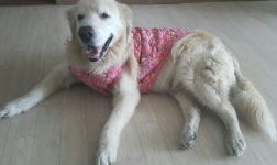 애견 누빔 조끼 꽃무늬 할매 김장조끼 대형견 강아지옷 겨울 방한 보온 따뜻한 패딩 반려견 외출용 촌캉스 : 쁘니상점