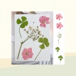 네일 레진 공예 드라이플라워 압화 천연 꽃 수공예 재료 다이어리 꾸미기 : 원클릭샵1호점