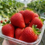 논산 산지직송 킹스베리 딸기 350g,440g : SNPStore