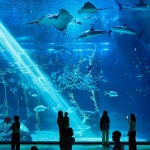 아쿠아플라넷 이용권 (제주점) 코스트코 : 코와샵