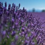 허브애향-프래그런스오일 프렌치 라벤더100ml : 허브애향-비자림