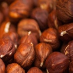 헤이즐넛나무(초거대향)_삽목3년 포트묘 /유실수/정원수/묘목/K0185 : 카카호호1