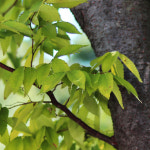 충북농원 느티나무 묘목 - R2~R4 분묘 (용달비별도) : 충북농원