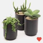 원예 식물 키우기 다육이 화분 세트 다육 : 누리스토어228