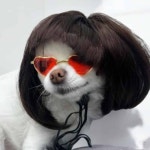 단발 강아지 가발 강아지멋내기 : 온지니추천샵