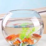 둥근 유리 어항 대형 원형 직경 인테리어 노출수조 민물통 A. 배꼽 직경 25cm 실린더 : 이음박스닷컴