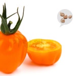 오렌지 애플토마토 씨앗 10알 Orange apple tomato : 스타코어