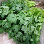 국내산 베트남 고수 실고수 신선 허브채소 가정용 식자재용 : 아지트팜