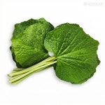 곡성 생 와사비잎 고추냉이잎500g 산지직송 : 차돌골농원