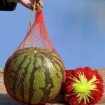 과일 농장 애플수박망 수박보호망 낙과방지 포장재 그물망 수박네트 : 핀제르