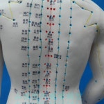 침술 인형 인간 견습 전신 경혈 한의학 한의사 교육 : 밀키화이트