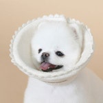 도그포즈 오가닉 넥카라 행동교정 강아지목깔대기 물어뜯기방지 넥칼라 수술후관리 : 오픈리빙1