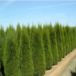 묘목 에메랄드그린나무(측백) _수고1.0m[] 조경수/정원수/K0354 : 카카호호1